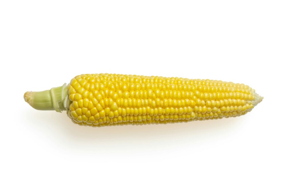 2 Frische Maiskolben