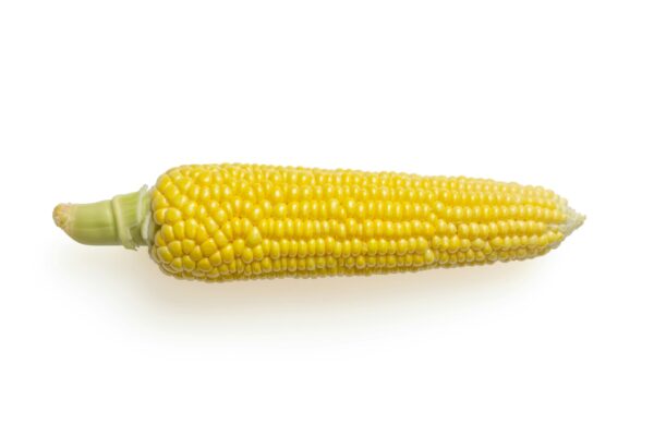 2 Frische Maiskolben